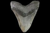 Large, Megalodon Tooth - Georgia #76473-1
